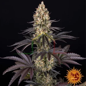 OG KUSH
