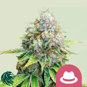 OG KUSH