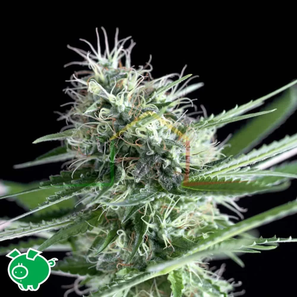 OG LEMON BILBO - Imagen 2