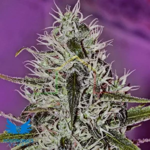 ONE LOVE HAZE
