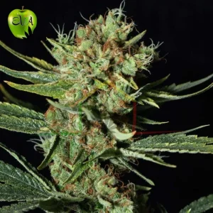 ONLY CBD