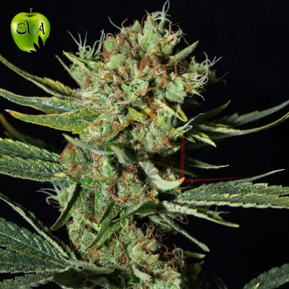ONLY CBD - Imagen 2