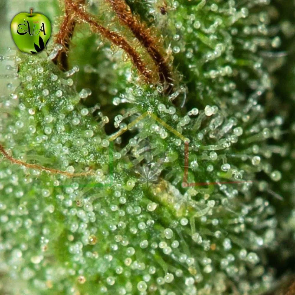 ONLY CBD - Imagen 3