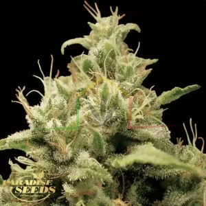OPIUM