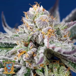 ORANGE APRICOT GLUE XL AUTO
