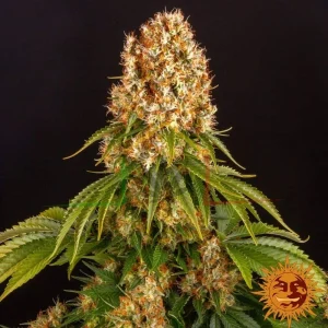 ORANGE SHERBET