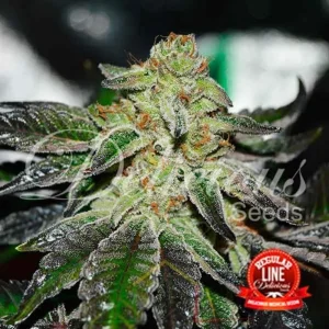 ORIGINAL JUAN HERER REGULAR