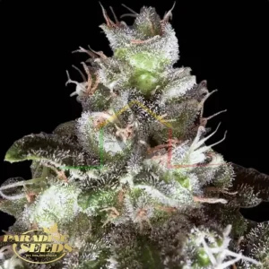 ORIGINAL WHITE WIDOW