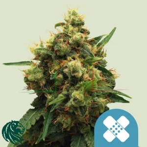 PAINKILLER XL