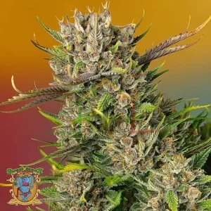 PAPAYA ZOAP AUTO