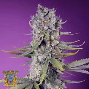 PAPAYA ZOAP F1 FAST VERSION