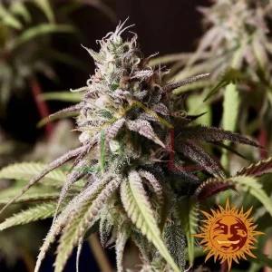 PEYOTE COOKIES