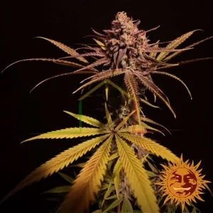 PEYOTE CRITICAL