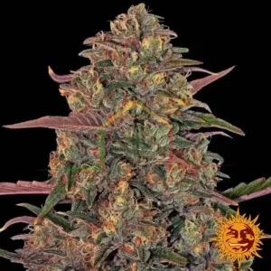 PINEAPPLE CHUNK