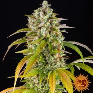 PINEAPPLE EXPRESS AUTO