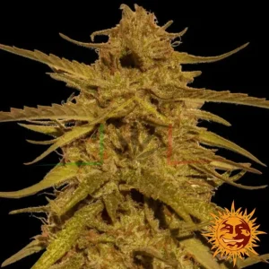 PINEAPPLE HAZE REGULAR