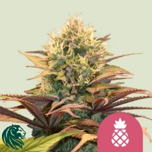 PINEAPPLE KUSH