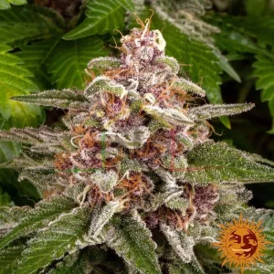 PINK KUSH