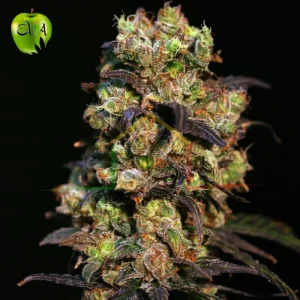 PINK PLANT