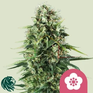 POWER FLOWER