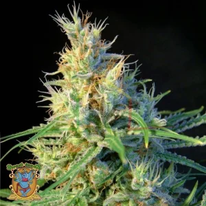 PSICODELICIA