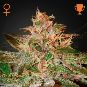 PURE KUSH