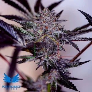 PURPLE CHERRY AUTO