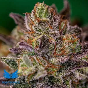 PURPLE CHERRY