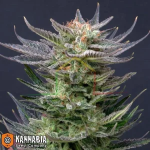 PURPLE AUTO DREAM