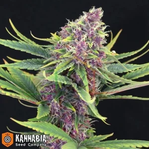 PURPLE KUSH