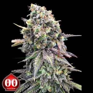 PURPLE PUNCH