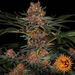 PURPLE PUNCH AUTO