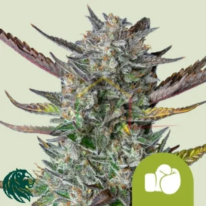PURPLE PUNCH AUTOMATIC