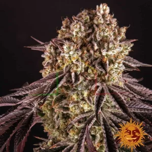 PURPLE PUNCH