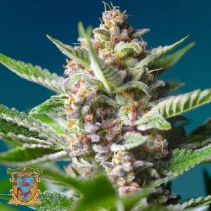 PURPLE PUNCH OG