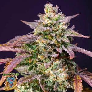 PURPLE PUNCH OG XL AUTO