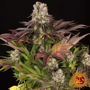 PURPLE PUNCH X LEMON DRIZZLE