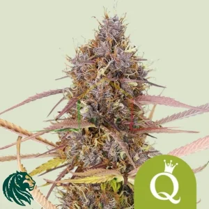 PURPLE QUEEN AUTOMATIC