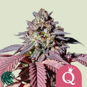 PURPLE QUEEN