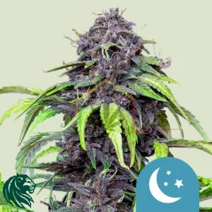 PURPLEMATIC CBD AUTO