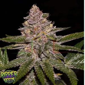 RADICAL JUICE AUTO
