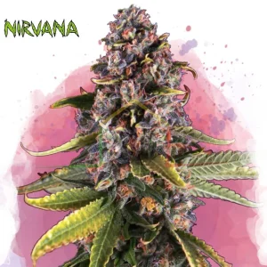 RASPBERRY COUGH
