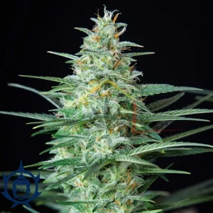 RED DWARF AUTO