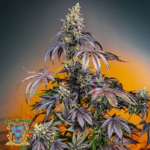 RED GORILLA GIRL XL AUTO