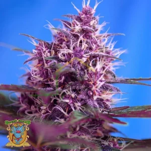 RED POISON AUTO