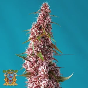 RED PURE AUTO CBD