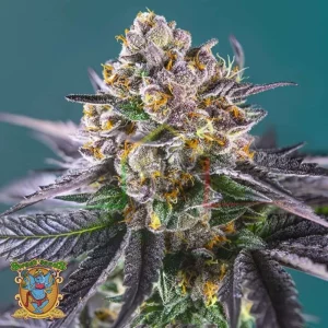 RED STRAWBERRY BANANA AUTO
