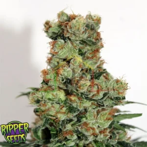 RIPPER BADAZZ