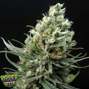 RIPPER HAZE