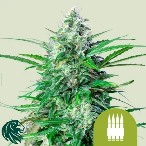 ROYAL AK AUTO